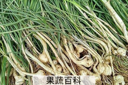 野蒜的副作用有哪些 野蒜的害处