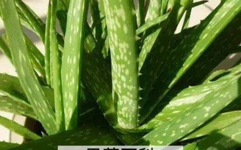 生吃芦荟的功效与作用 芦荟可以生吃吗