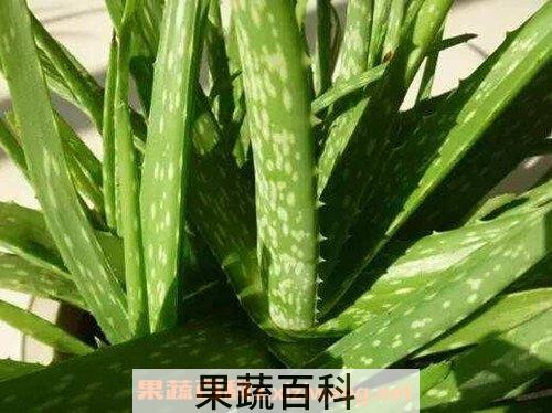 芦荟