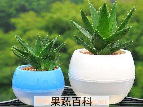 芦荟