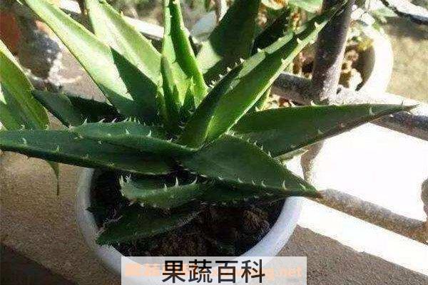 芦荟