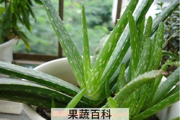 芦荟