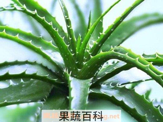 芦荟