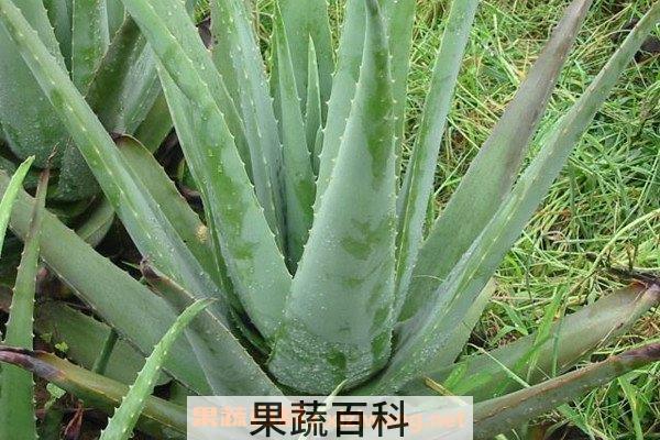 芦荟