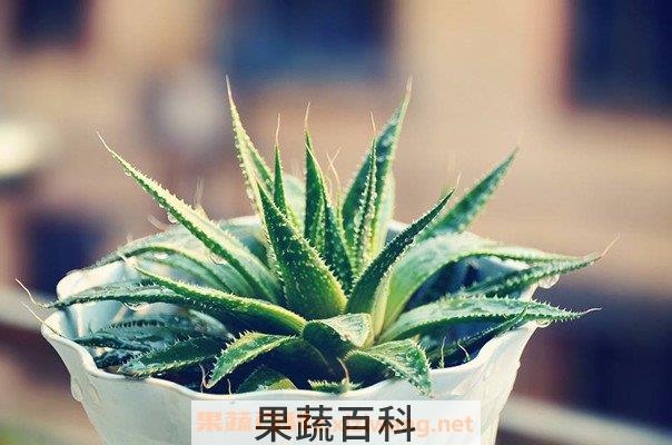 芦荟