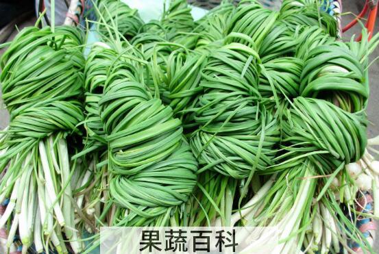 胡葱的功效与作用及禁忌