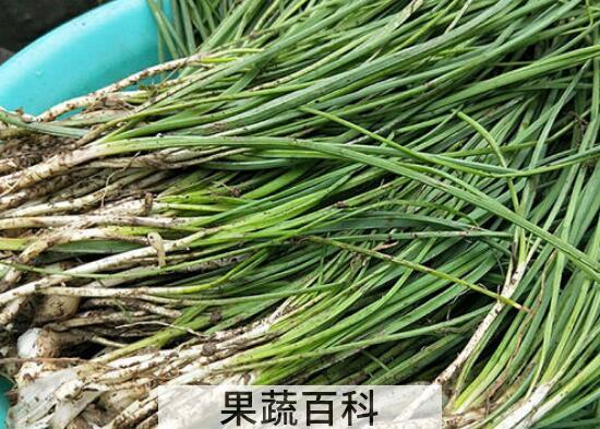 胡葱的功效与作用及禁忌