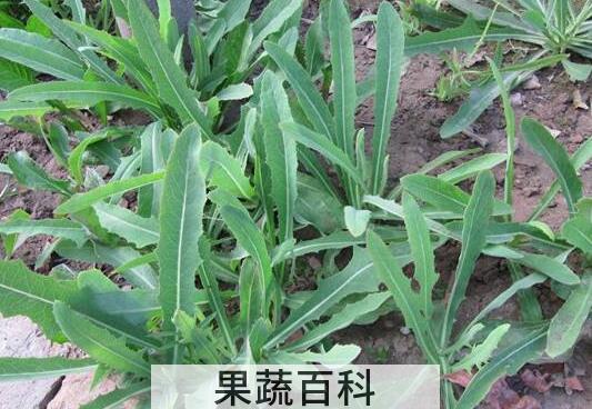 杀死癌细胞最狠的野菜
