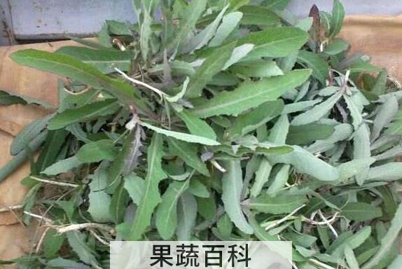 杀死癌细胞最狠的野菜