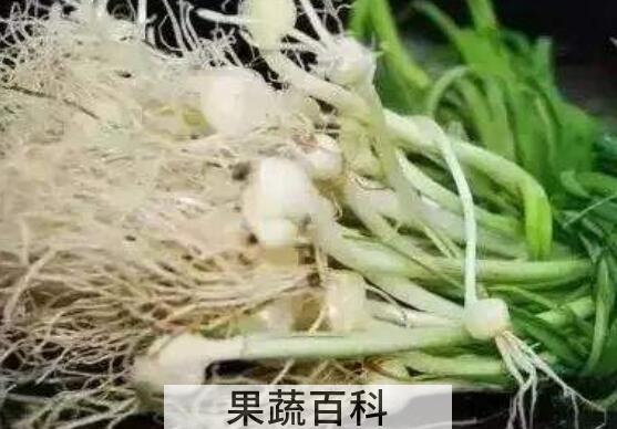野小蒜怎么做好吃 野小蒜的做法大全家常