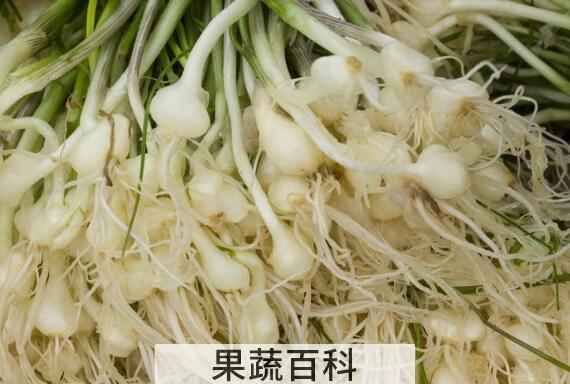野小蒜怎么做好吃 野小蒜的做法大全家常