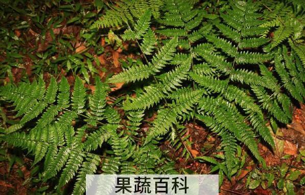 人头蕨怎么食用 人头蕨的食用方法