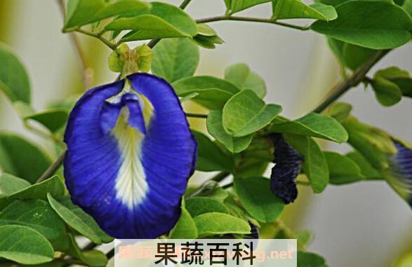 蓝蝴蝶花怎么养 蓝蝴蝶花的养殖方法技巧教程