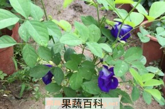 蓝蝴蝶花怎么养 蓝蝴蝶花的养殖方法技巧教程