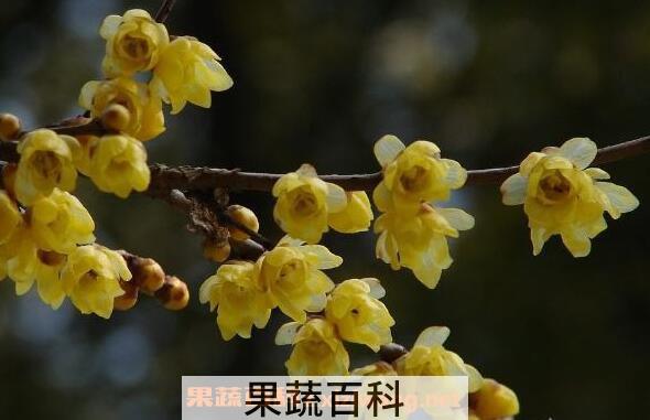腊梅花的功效与作用 腊梅花泡水喝的功效