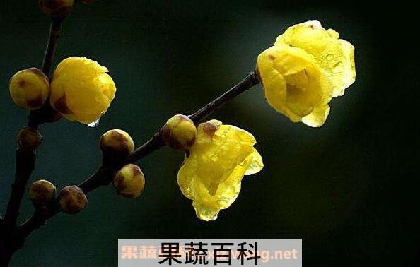 腊梅花的功效与作用 腊梅花泡水喝的功效
