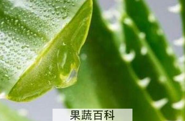 芦荟凝胶的功效与作用 芦荟凝胶的正确用法