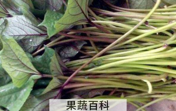 番薯藤的功效与作用