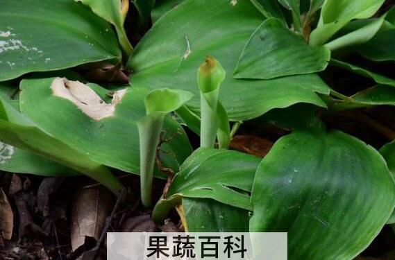 新鲜山奈叶子的功效与作用