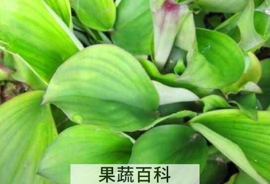 新鲜山奈叶子的功效与作用