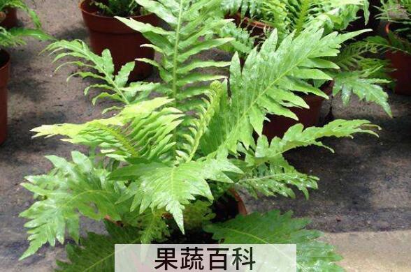 人头蕨的功效与用法