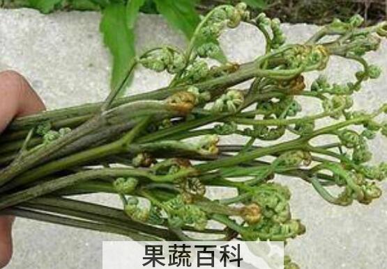 人头蕨的功效与用法