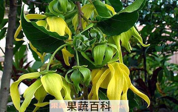 依兰纯露的功效与作用