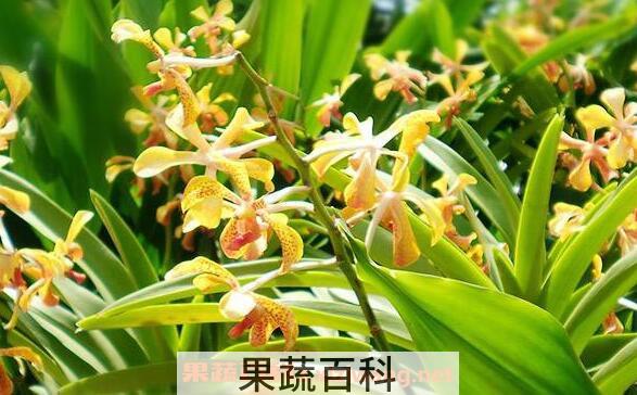 依兰纯露的功效与作用