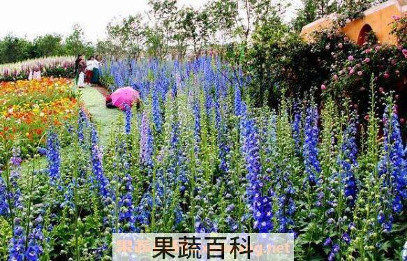 薰衣草纯露的功效与作用