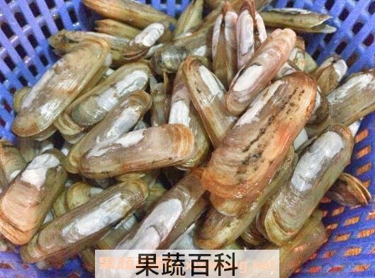 蛏子的营养价值和功效