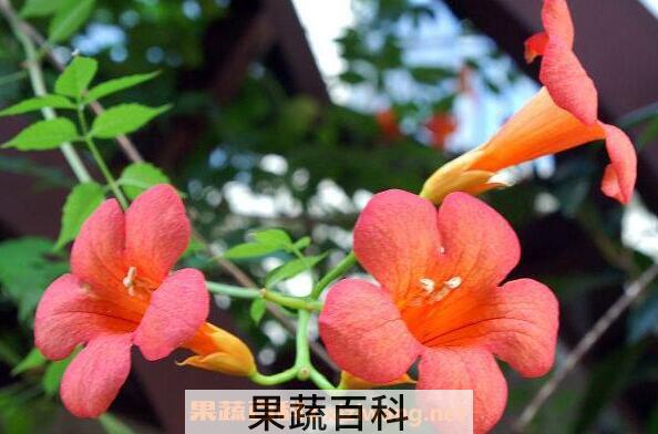 凌霄花的功效与作用 凌霄花的副作用