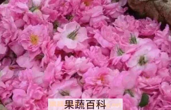 玫瑰纯露的功效与作用及使用方法