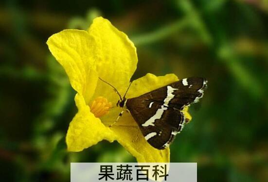 苦瓜花的功效与作用
