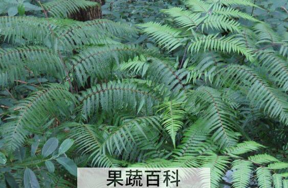 人头蕨有什么功效 人头蕨的药用价值
