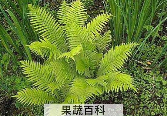 人头蕨有什么功效 人头蕨的药用价值