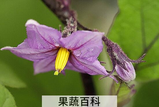 茄子花的功效与作用 茄子花的禁忌