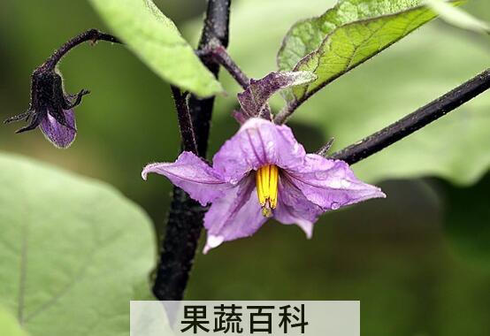 茄子花的功效与作用 茄子花的禁忌