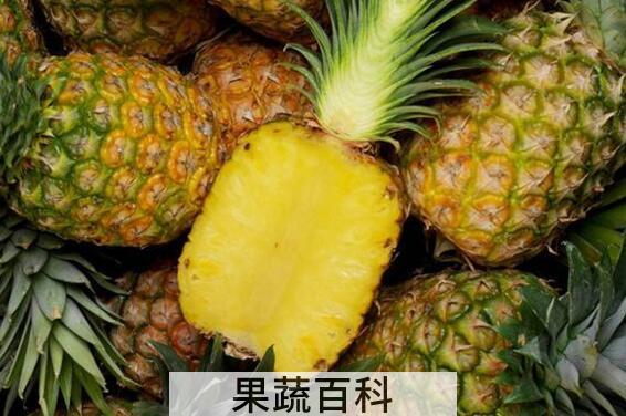 凤梨和菠萝的区别 凤梨和菠萝哪个好吃