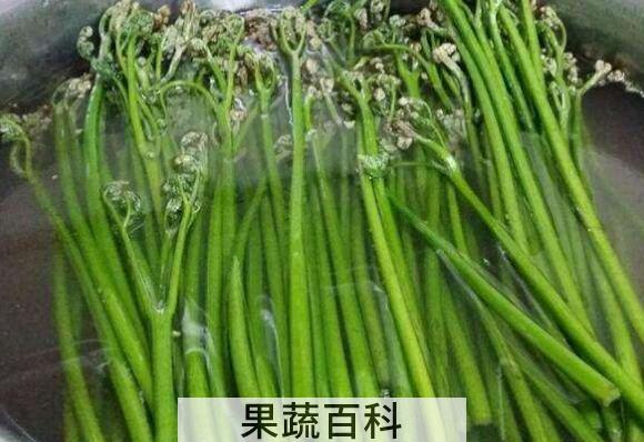 新鲜蕨菜的营养价值 新鲜蕨菜怎么处理才能吃