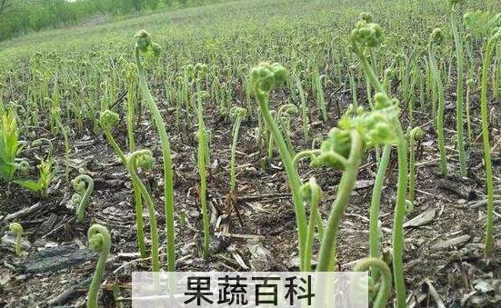 野蕨菜的功效与作用及危害