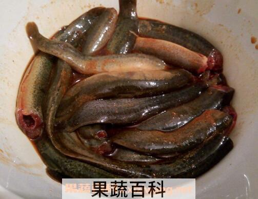泥鳅的药用价值与功效作用