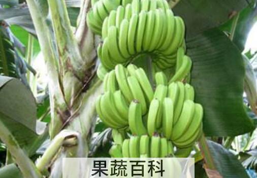 牛角蕉的功效与作用 牛角蕉怎么吃好