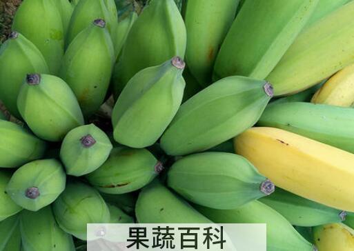 牛角蕉和芭蕉的区别 牛角蕉的功效