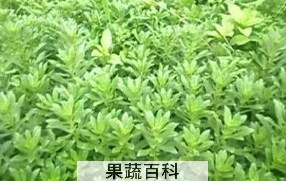 养心草的功效与作用 养心草的禁忌