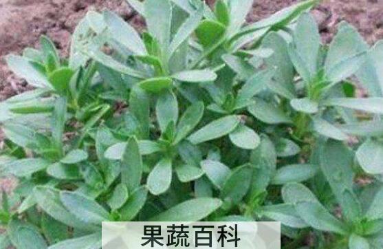 养心草的功效与作用 养心草的禁忌