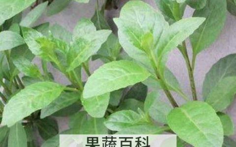 养心草泡水喝的功效与作用