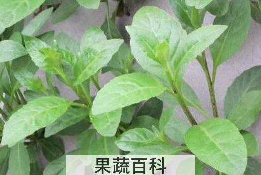 养心草泡水喝的功效与作用