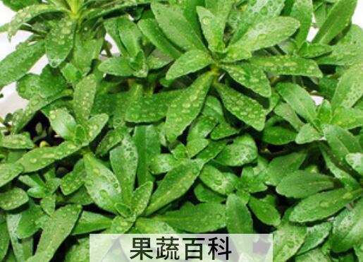 养心草泡水喝的功效与作用
