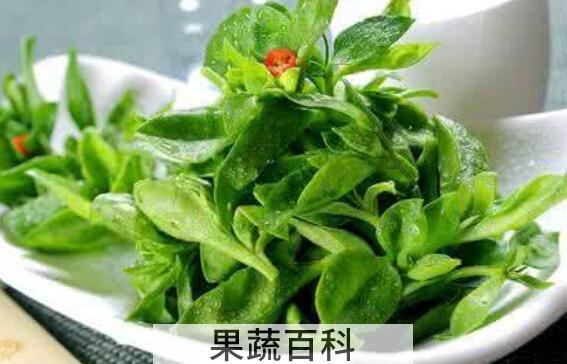 田七菜的功效与作用及禁忌