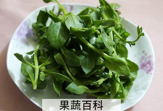 田七菜的功效与作用及禁忌